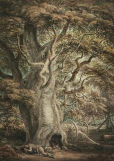 Paul Sandby, R.A. - Ancient Beech Tree, Windsor Great Park
