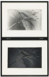 Paul Sietsema - Grasshopper Box