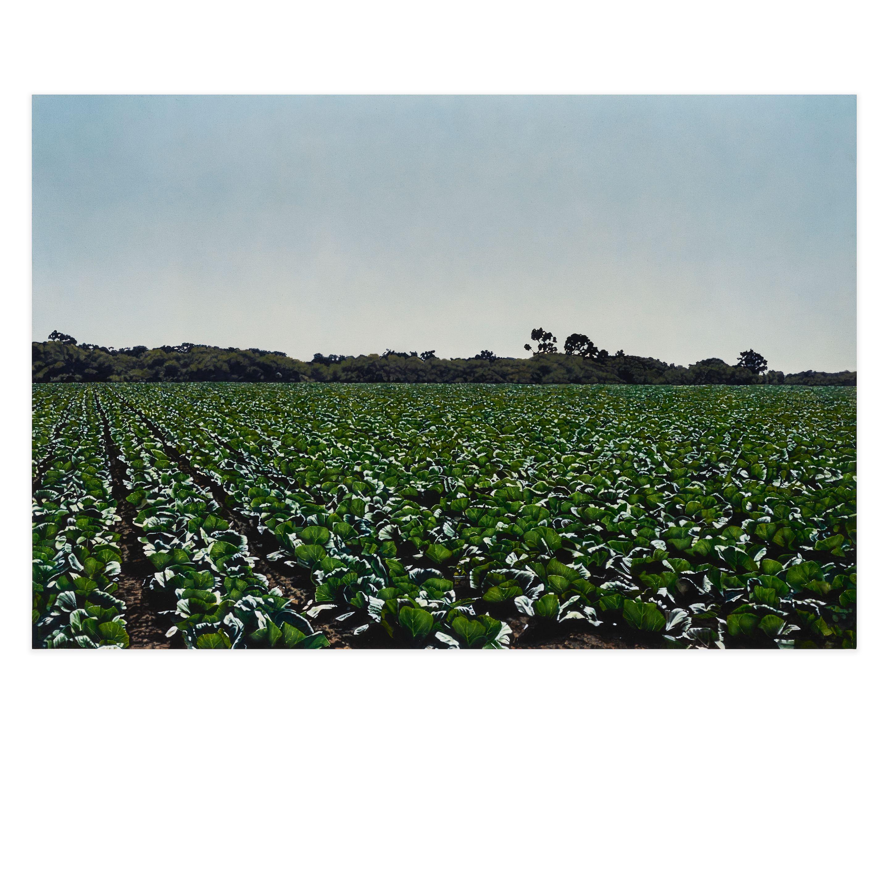 Paul Staiger - Raw Crops: Cabbage, 1975