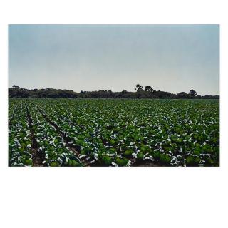 Paul Staiger - Raw Crops: Cabbage, 1975