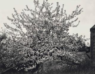 Paul Strand - Apple Tree in Full Bloom, Maine, 1946