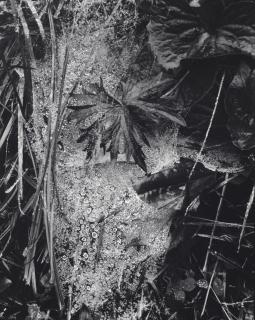 Paul Strand - Cobweb in Rain, Georgetown, Maine, 1927
