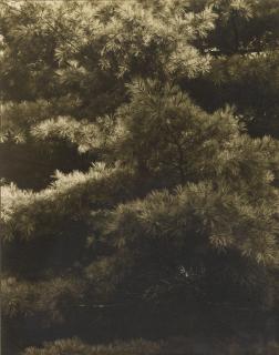 Paul Strand - \'Connecticut Pines\'