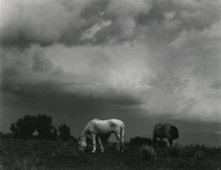 Paul Strand - Grazing Horses, Taos, New Mexico