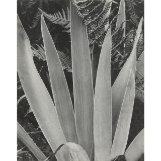 Paul Strand - \'Growing Iris, Maine\'