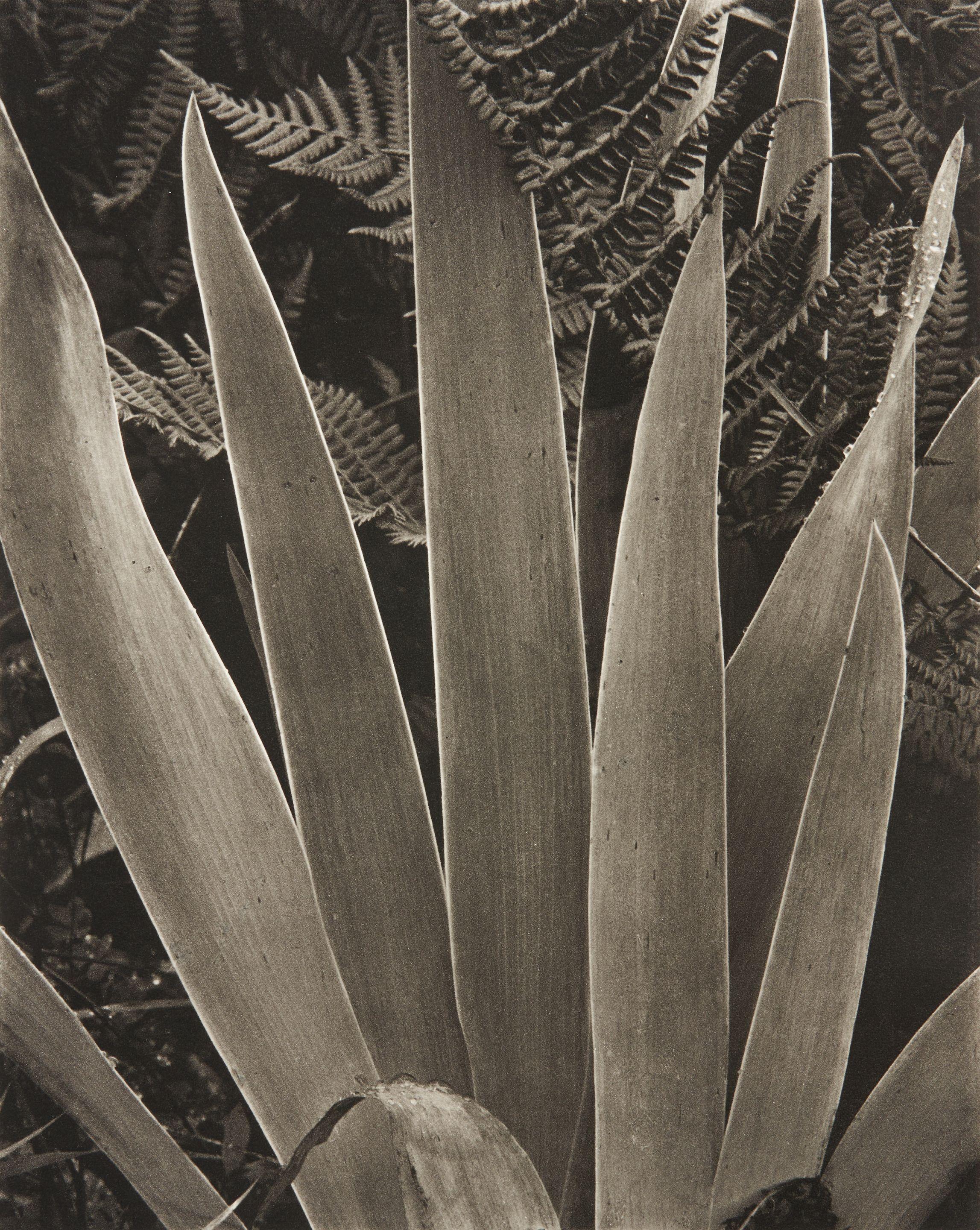 Paul Strand - Iris