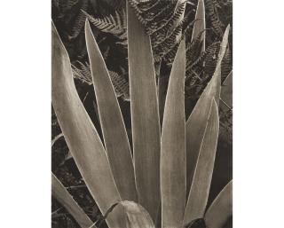 Paul Strand - Iris