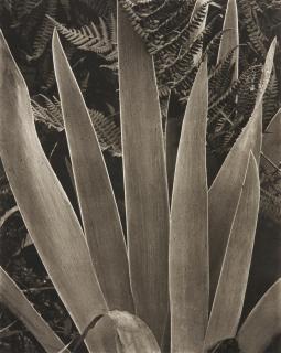 Paul Strand - Iris