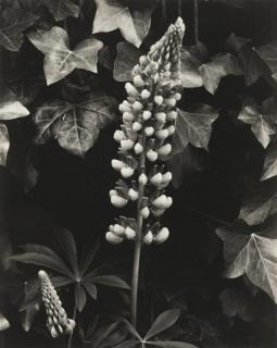 Paul Strand - \'Lupin, The Garden, Orgeval\'
