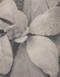Paul Strand - Mullein Maine, 1927