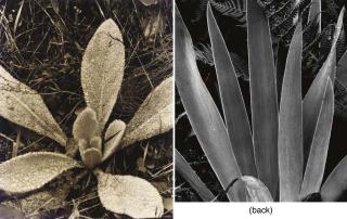Paul Strand - Mullen in Rain, Maine
