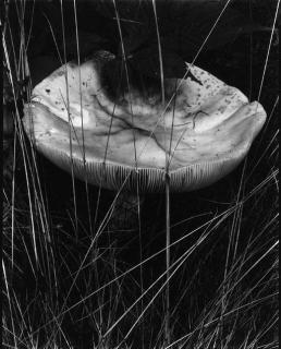 Paul Strand - On My Doorstep: A Portfolio of Eleven Photographs, 1914-1973