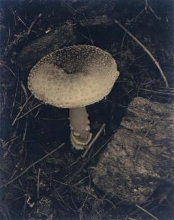 Paul Strand - Speckled Toadstool, Georgetown, Maine, 1927