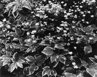 Paul Strand - \'The Garden. Orgeval, Spring 1956\'