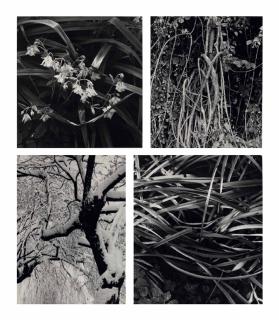Paul Strand - Various images from The Garden at Orgeval, 1956-76