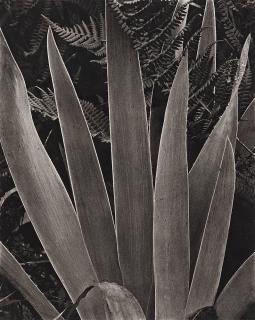 Paul Strand - \
