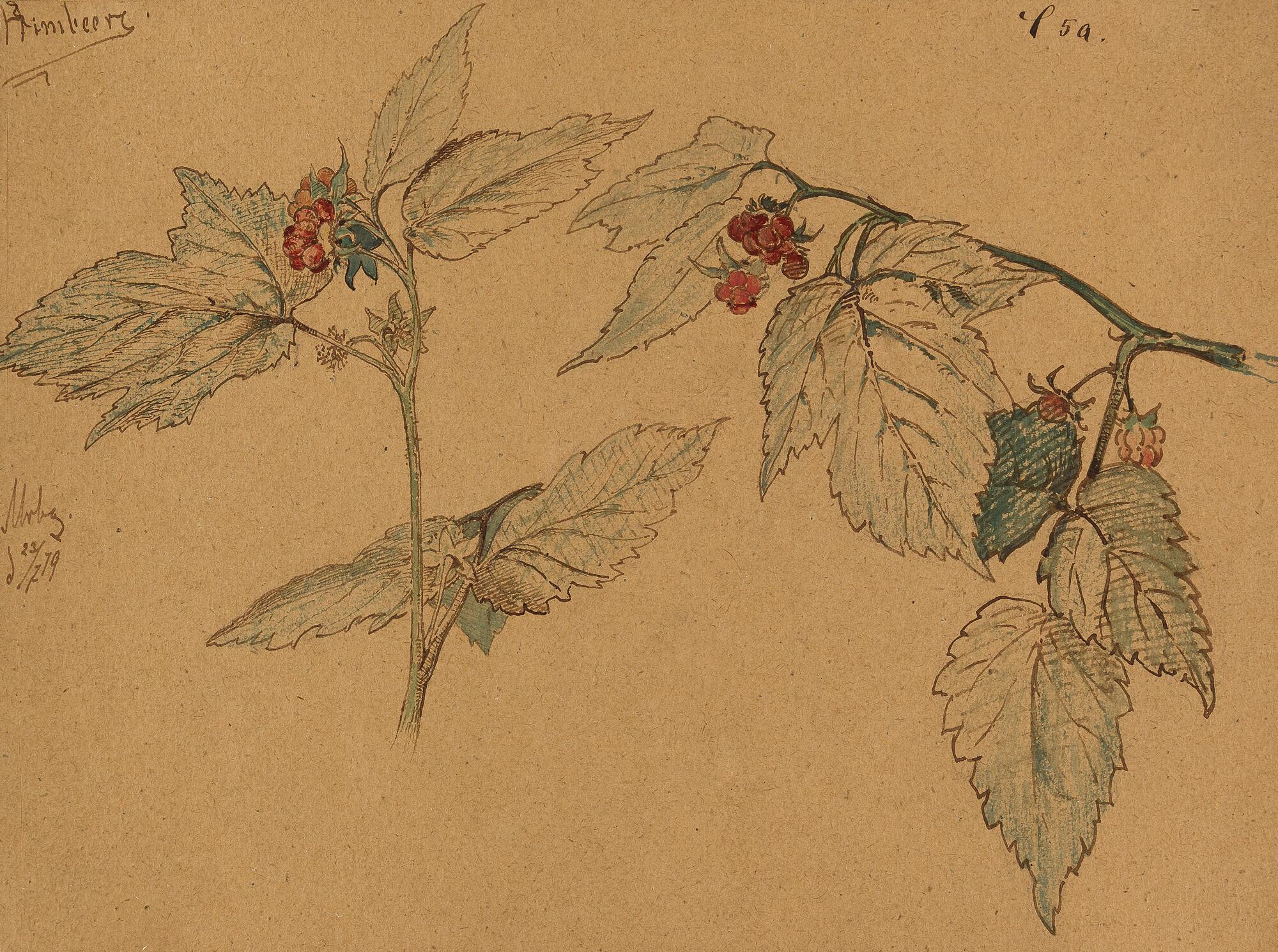 Paul Wilhelm Tübbecke - „Himbeere“.