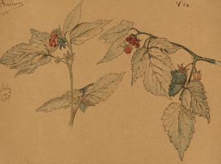 Paul Wilhelm Tübbecke - „Himbeere“.