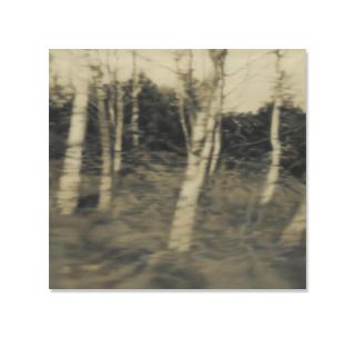 Paul Winstanley - Trees