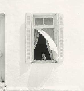 Pentti Sammallahti - Hydra, Greece (Puppy in Window)