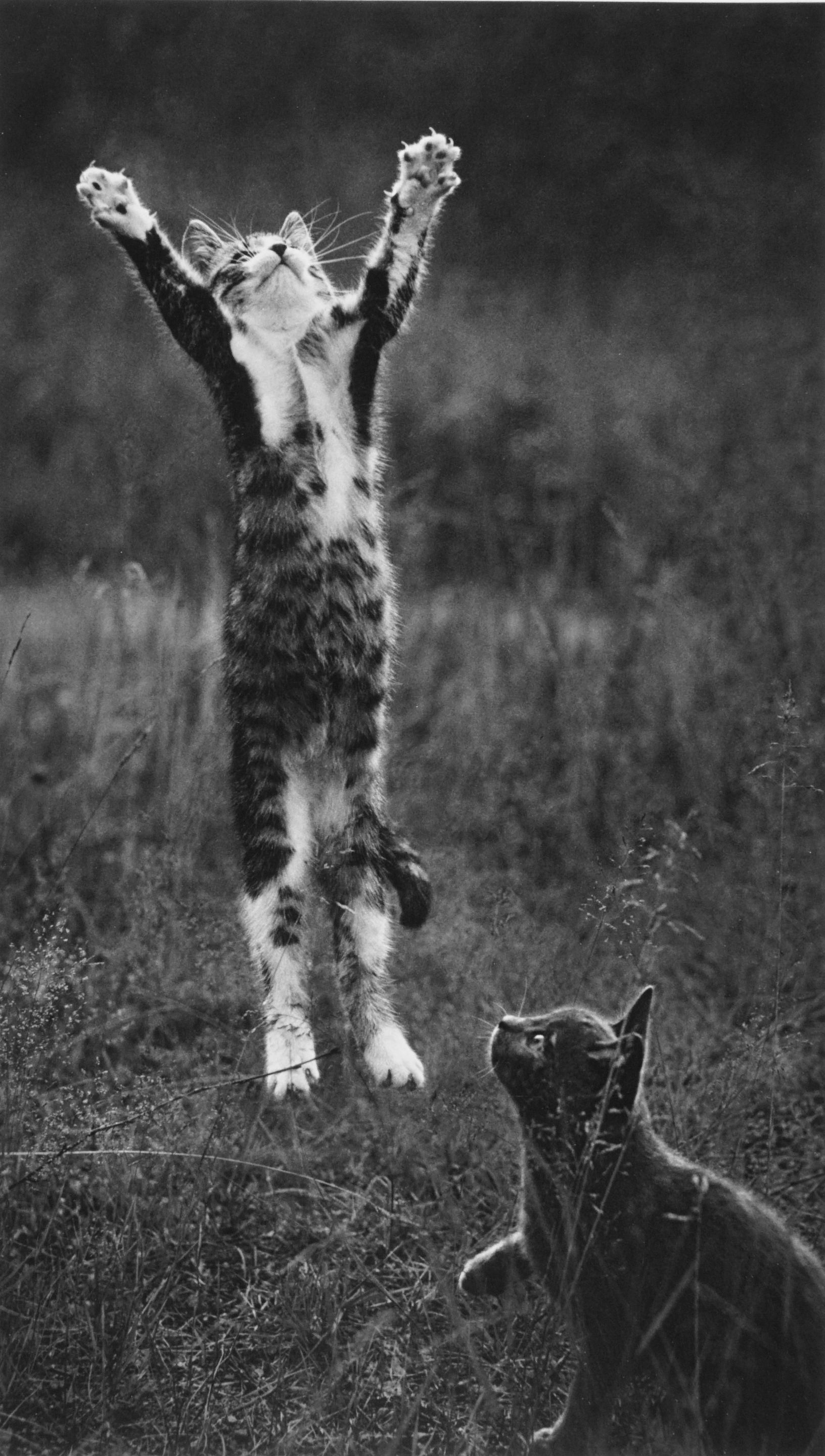 Pentti Sammallahti - Koylio, Finland