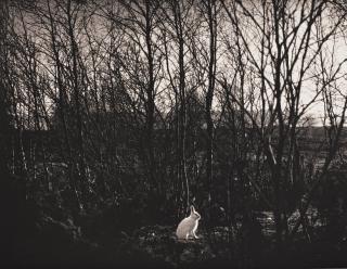 Pentti Sammallahti - Untitled, 1974