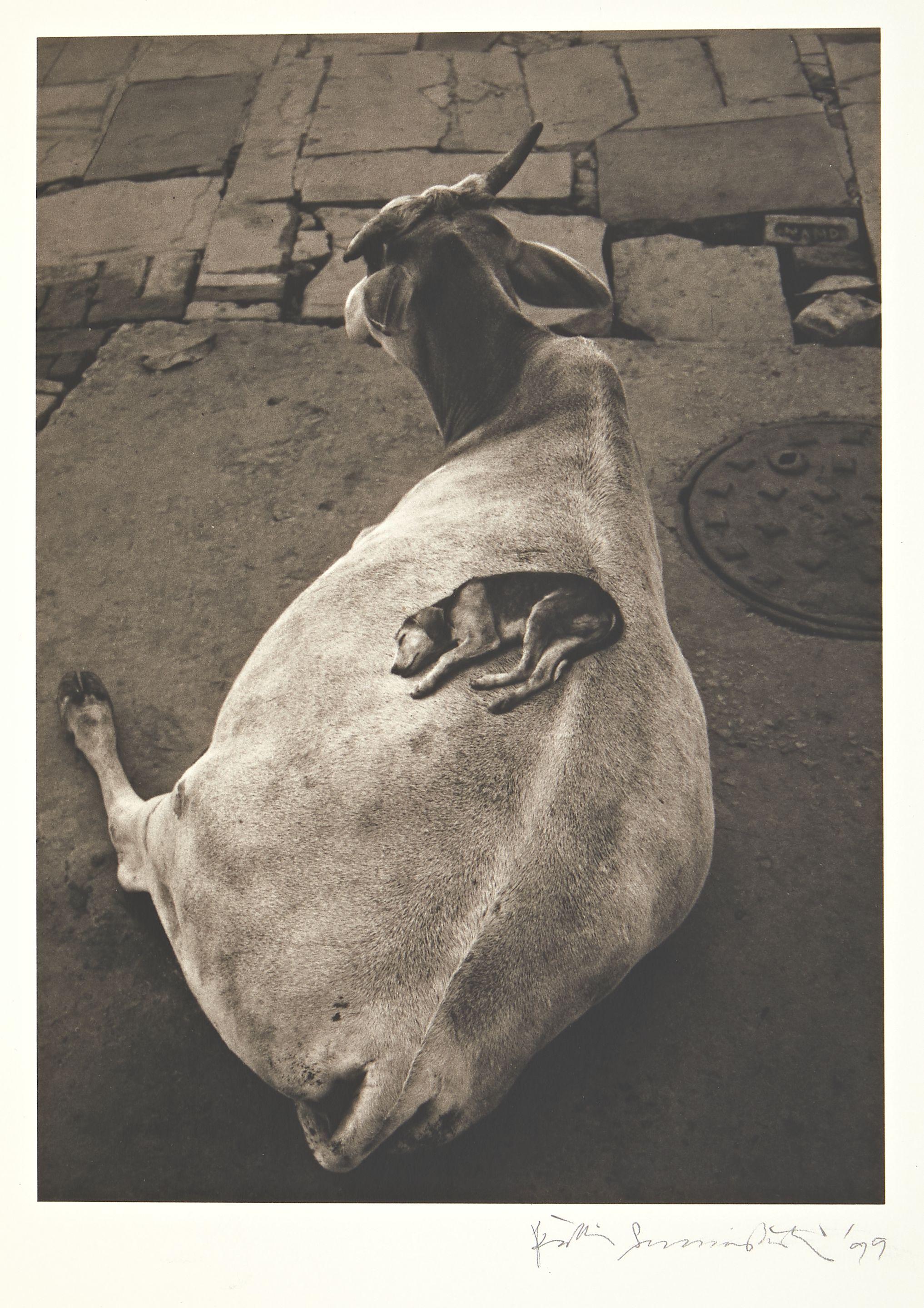 Pentti Sammallahti - Varanasi, India (Dog on Cow)