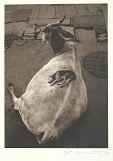 Pentti Sammallahti - Varanasi, India (Dog on Cow)
