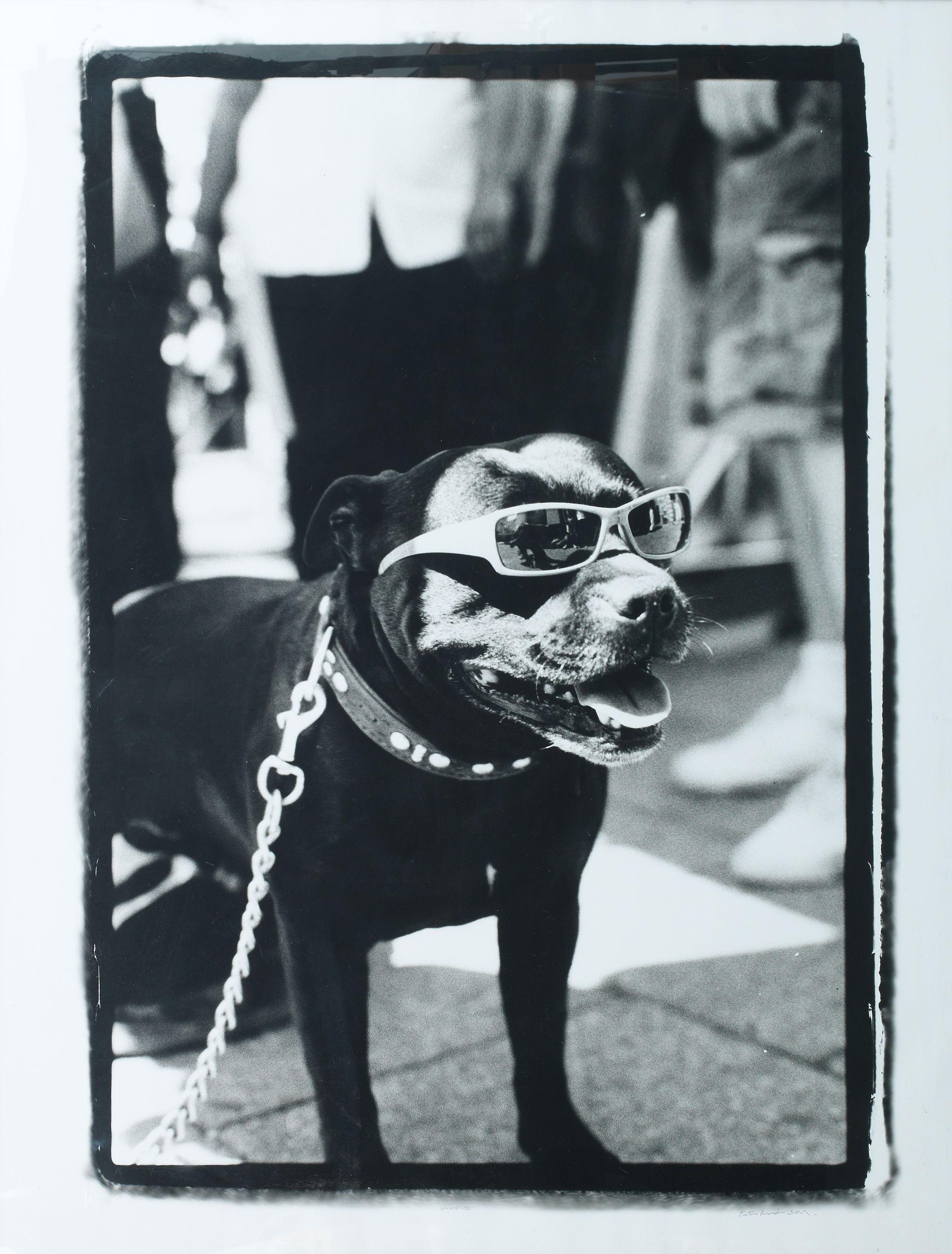 Peter Anderson - Alfie, 2010