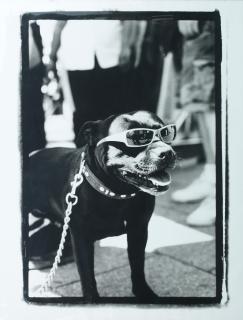 Peter Anderson - Alfie, 2010