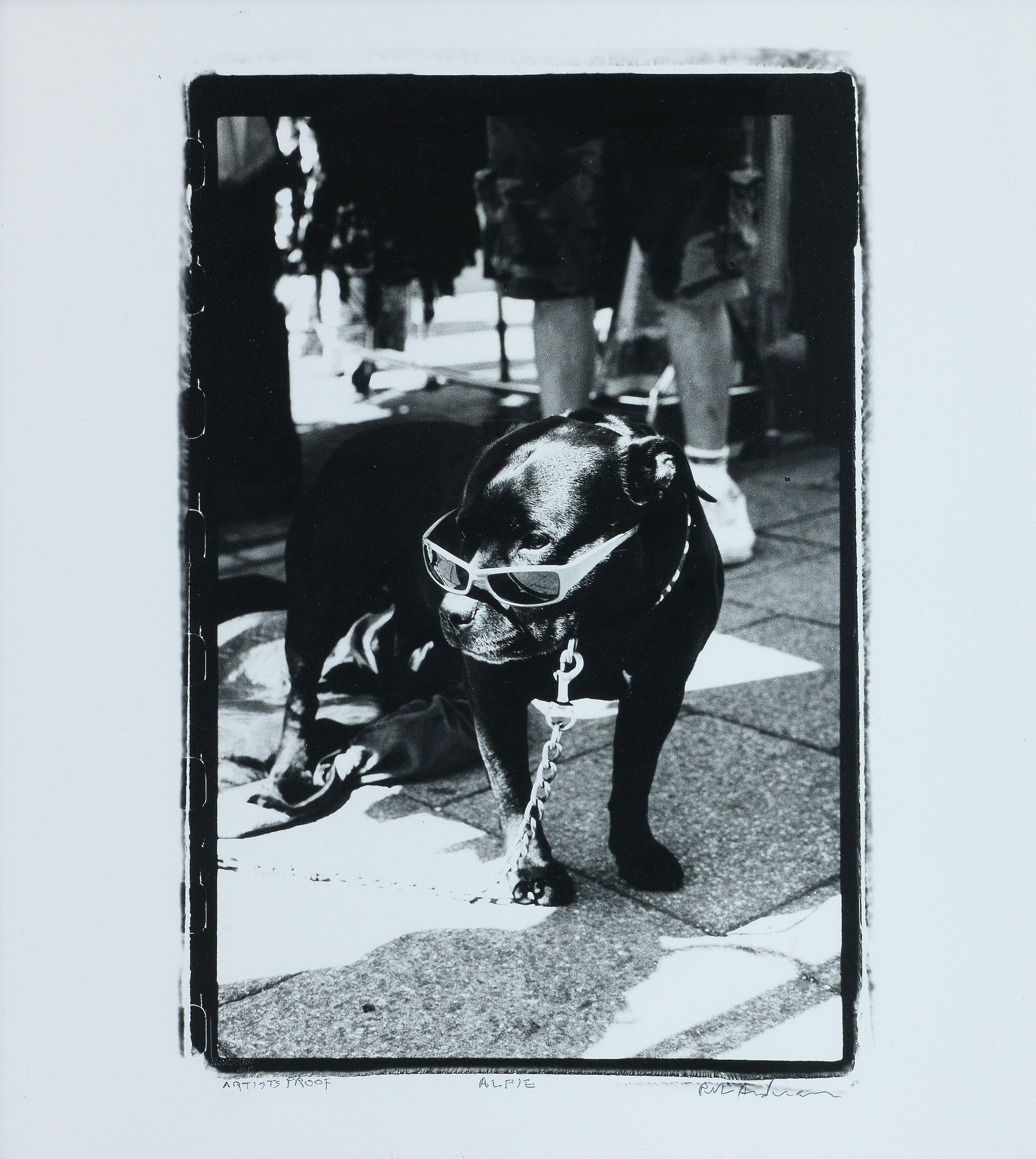 Peter Anderson - Alfie, 2010