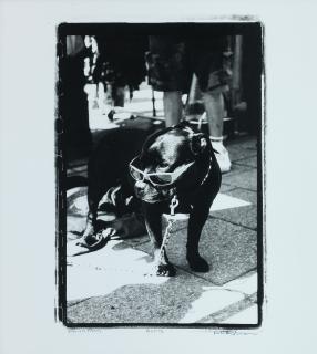 Peter Anderson - Alfie, 2010