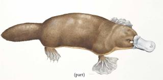 Peter Barrett - A Double Wattled Cassowary; A Mandrill; And A Duck Billed Platypus (Illustrated)