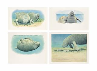 Peter Barrett - A Set Of Four Illustrations Of Manatees