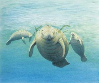 Peter Barrett - Three Manatees swimming amongst Seaweed