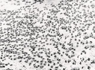 Peter Beard - 965 Elephants, Starvo, 1978