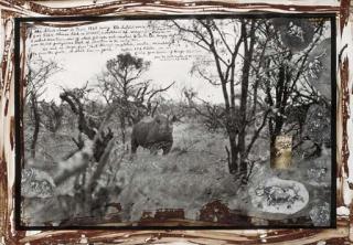 Peter Beard - Black Rhino in Tsavo from The End of the Game