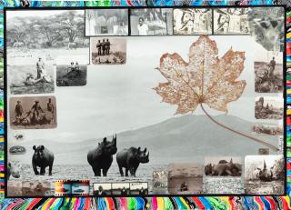 Peter Beard - Black Rhinos