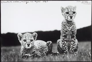 Peter Beard - \'Cheetah Cubs\', Mweiga Nr.Nyeri, Kenya, 1968