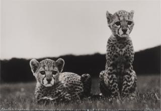 Peter Beard - \'Cheetah Orphans in Mweiga near Nyeri\'