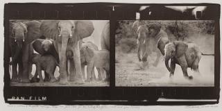 Peter Beard - Cows and Calves at Buffalo Springs, Kenya, 1960