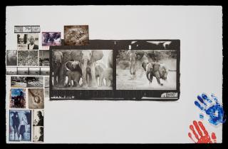 Peter Beard - Cows and Calves at Buffalo Springs, Kenya NFD, for \