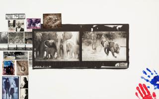 Peter Beard - Cows and Calves at Buffalo Springs, Kenya NFD, for \