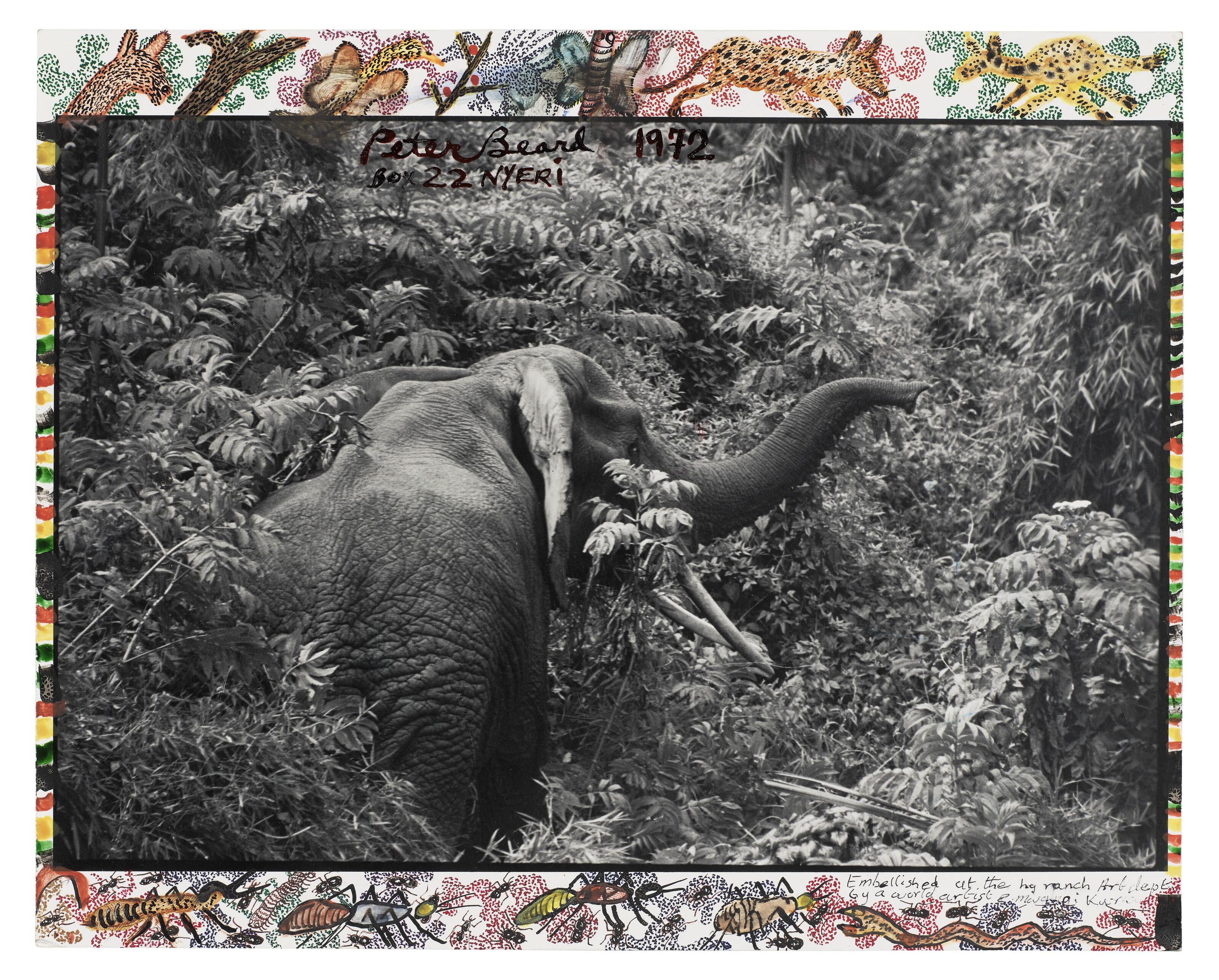Peter Beard - Ele in Bush
