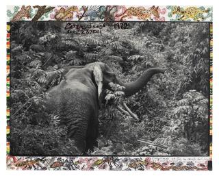 Peter Beard - Ele in Bush