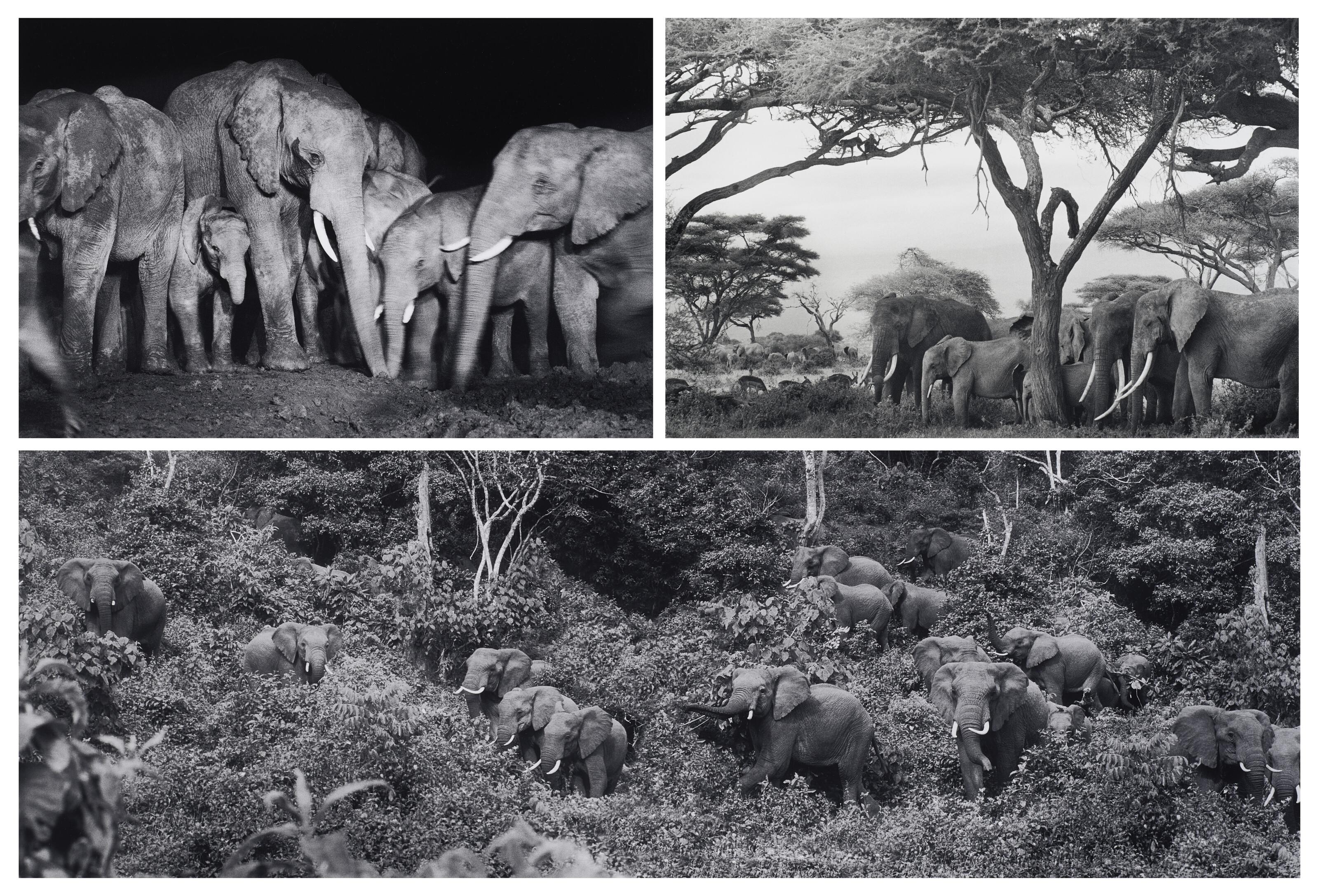 Peter Beard - Ele Portfolio