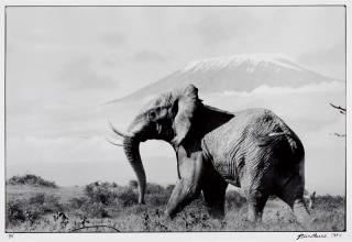 Peter Beard - Ele Portfolio