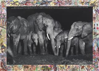Peter Beard - Elephant Family at Night at a salt lick, Aberdare Forest, 1972/2009
