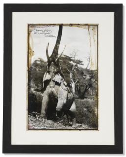 Peter Beard - Elephant Reaching For The Last Branch On A Tree, Kenya (End Of The Game), 1960