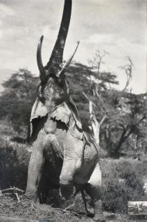 Peter Beard - Elephant Reaching for the Last Branch on a Tree, Kenya, June 1960